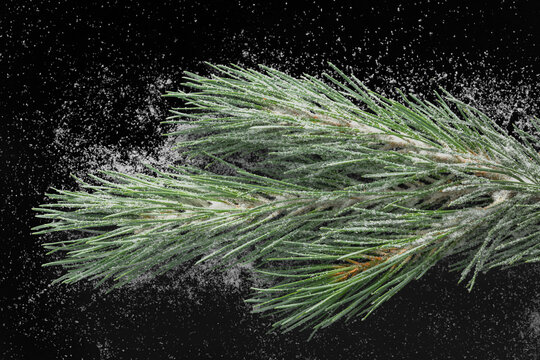 Snow-covered pine branch isolated on black background. Winter evergreen decoration with fresh snow for Christmas and holiday designs.