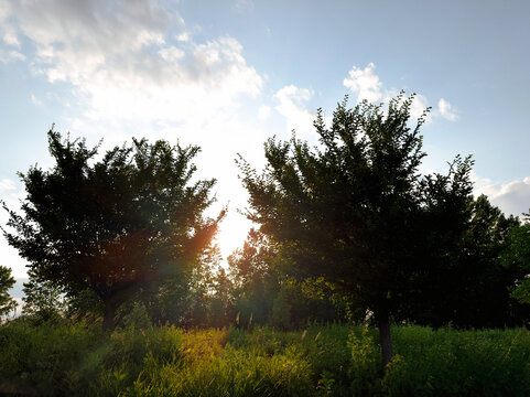 coucher de soleil derri&egrave;re un arbre	