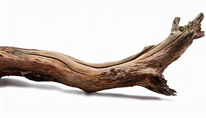 Fototapeta premium Driftwood Old Branch Isolated On White Transparent Background