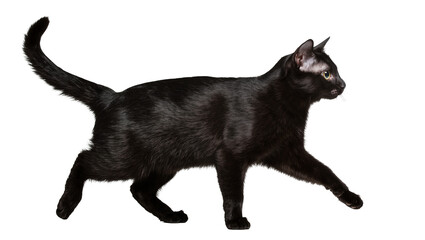 Isolated elegant black cat walking in profile, sleek domestic feline with bright eyes © Saoirse