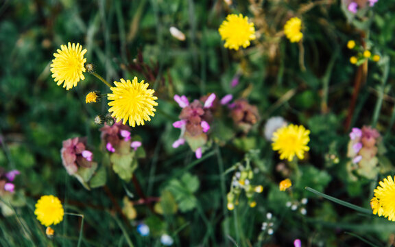 Gros plan sur des fleurs de pissenlits et de tr&egrave;fles dans une prairie