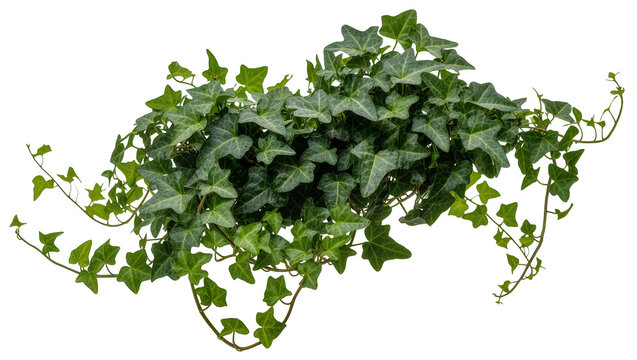 Isolated lush green common ivy plant with trailing vines and heart-shaped leaves
