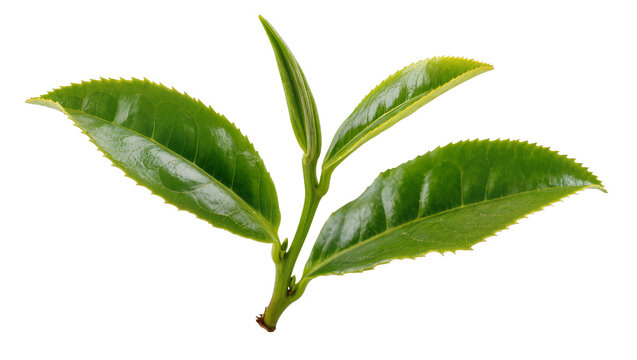 Isolated fresh green tea leaves and bud on a young shoot, vibrant and natural organic plant