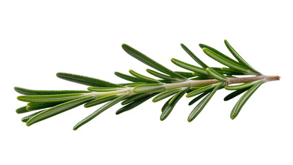 Fototapeta premium Isolated fresh aromatic rosemary sprig, a popular green cooking herb ingredient