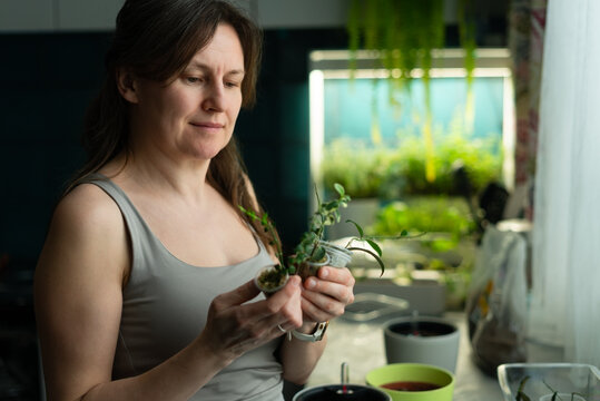 Woman in her 40s enjoying a potted plant with greenery in a bright modern kitchen. Happy gardener touching and caring for indoor seedling with cheerful relaxed contentment near a window at home.