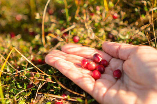 A hand holds ripe cranberries in a natural outdoor setting, a simple, pure harvest gathered through foraging. The fresh berries offer wholesome food in closeup on a sunny autumn day.