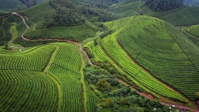 Aerial drone view of lush green tea plantations covering the rolling hills of Munnar in Kerala, India, showcasing the scenic beauty of the Western Ghats during the monsoon season.