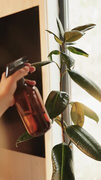 Vertical video. Caring for a rubber plant by misting glossy green leaves with clean water.