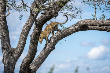 Sub-adult leopard (panthers pardus) climbing down a tree on a sunny day in kruger national park, south africa. © Ronnie Epstein