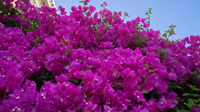 Bright pink flowers bloom in a garden. The sky is clear as sunlight brightens the area. Butterflies flutter around the plants. It is a lively scene of nature.