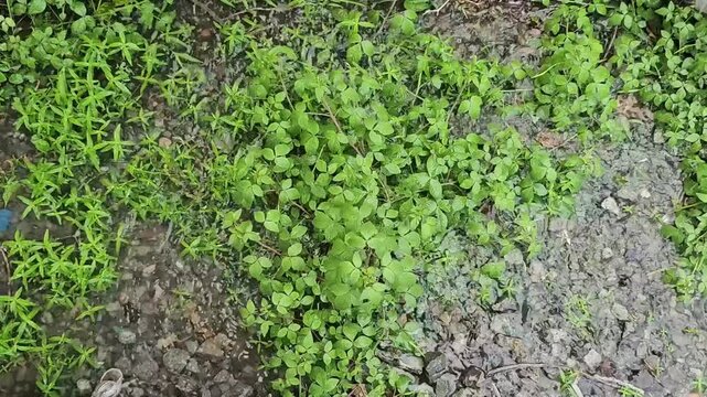 green grass background,Small green plants spread across damp, rocky ground. Vibrant leaves grow wild among cracked earth and pebbles. Natural textures of soil, grass, and tiny flora captured closely. 