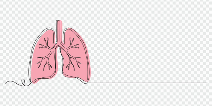 lungs continuous one line drawing, Continuous single line drawing of human lungs with editable stroke. Minimal one line art style vector, Human lungs organ one continuous line art, Vector illustration