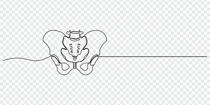 Human pelvic bone continuous one line drawing, Human pelvic bone in continuous one line drawing. Anatomical structure. Part of the human skeleton - spine, pelvic bone and thighs.