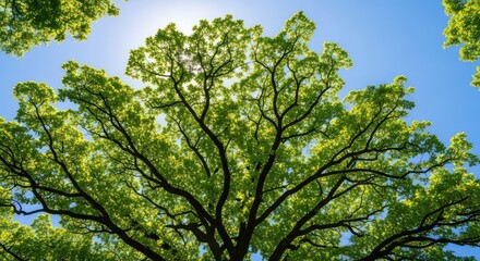 Fototapeta premium A low angle view looking up at the sprawling canopy of a majestic tree with vibrant green leaves against a bright sky in a dense forest, background, beams, sunlight