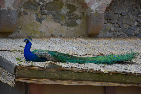 Female Indian peafowl (Pavo cristatus) standing outdoors in a natural environment. Close-up portrait of a peahen with detailed plumage and green iridescent neck feathers.
