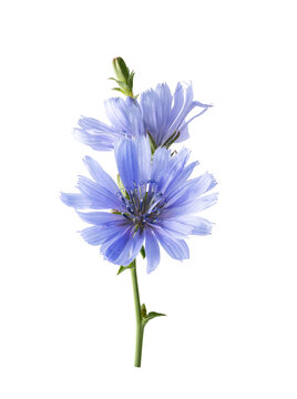 Close-up of blue chicory wildflowers with soft petals and fresh green stem, isolated on transparent background for nature, medicinal herb and natural skincare themes. Chicory flower for design.