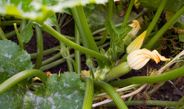 Young green zucchini growing on bush with yellow flower blooming in garden, organic courgette squash plant harvest close-up natural backdrop.