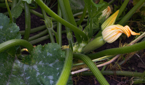 Young green zucchini growing on bush with yellow flower blooming in garden, organic courgette squash plant harvest close-up natural backdrop.