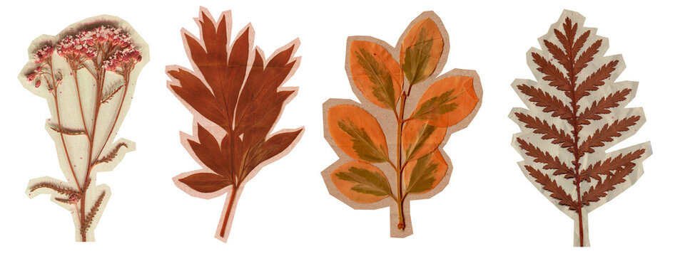 Vintage Pressed Botanical Cutout Scrapbook Set. Dried paper collection with autumn leaf, fern and flower for journal, collage and seasonal design
