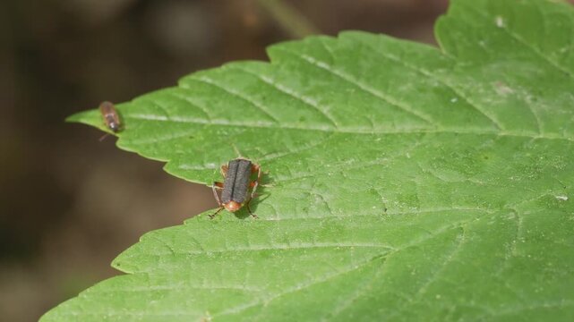 Soldier beetle (Cantharis fusca) sitting on a green leaf in wild nature, macro video shot in 4k at 25 fps.