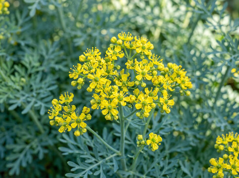 Bright yellow rue flowers blooming in a green garden during a sunny spring day