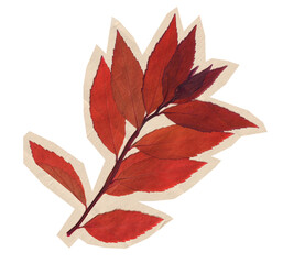 Obraz premium Retro Pressed Red Leaf Branch Cutout on Transparent Background. Dried paper scrapbook sticker with autumn foliage for journal, collage and seasonal design