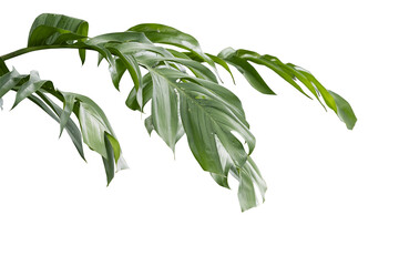 Philodendron plant grow in rain forest, transparency background in PNG file © ContributorArtist