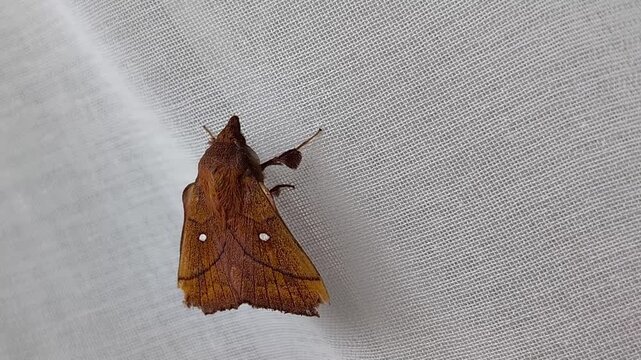 Smooth camera movement around a brown moth on white curtain.