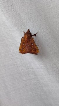 Vertical pan over a brown moth on white textured textile.