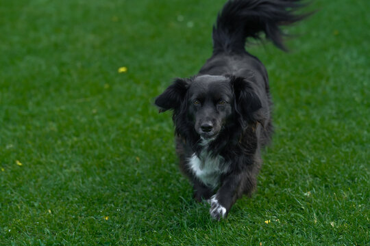 border collie dog