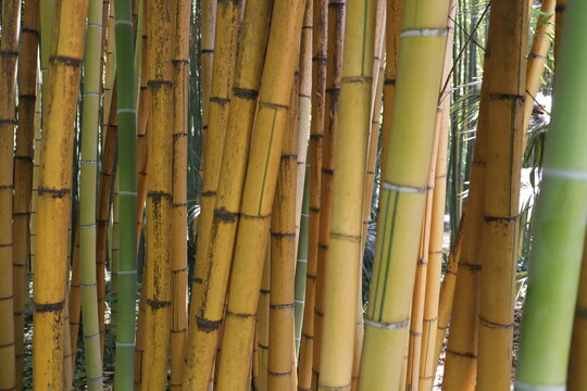 Golden Bamboo Stalks with Green Leaves &ndash; Natural Background Close Up