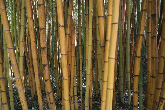 Golden Bamboo Stalks with Green Leaves &ndash; Natural Background Close Up
