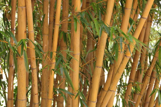 Golden Bamboo Stalks with Green Leaves &ndash; Natural Background Close Up
