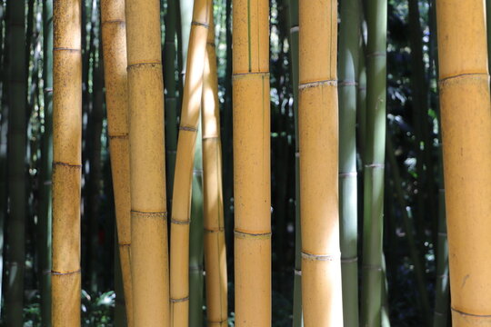 Golden Bamboo Stalks with Green Leaves &ndash; Natural Background Close Up