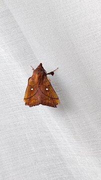 Macro shot of a brown moth resting on a white fabric curtain.