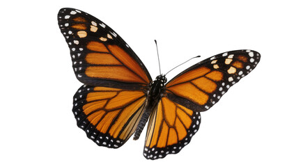 Isolated vibrant Monarch butterfly, top view, spreading elegant orange and black patterned wings. © Ana