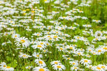 Blühende Margertien in einer Sommerwiese © by-studio