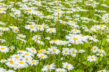Blühende Margertien in einer Sommerwiese © by-studio