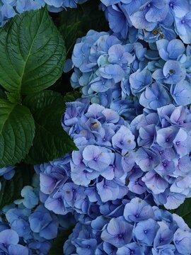 Blue Hydrangea Flower Cluster Beside Green Leaf
