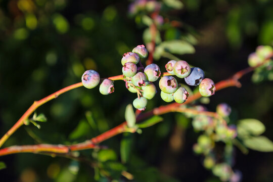 Blueberry branches are abundantly covered with berries that gradually ripen and change color from green to purple. Sunlight brightly highlights the delicate shades of the fruit and plant details in a 