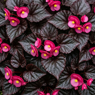 Dark bronze begonia leaves with vibrant pink flowers, moody floral background texture, ornamental garden begonia plants with deep purple foliage