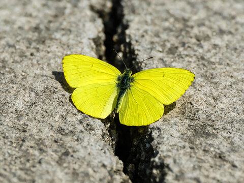 Vibrant yellow butterfly resting on a cracked stone surface, bright brimstone butterfly over a dark pavement fissure, concept of hope and resilience