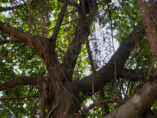 Fototapeta premium Looking up at thick wooden branches and hanging aerial roots of a massive banyan tree in a forest.