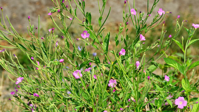 Flowering Epilobium hirsutum plants: A plant with extraordinary and well-documented health benefits, particularly for adult men.