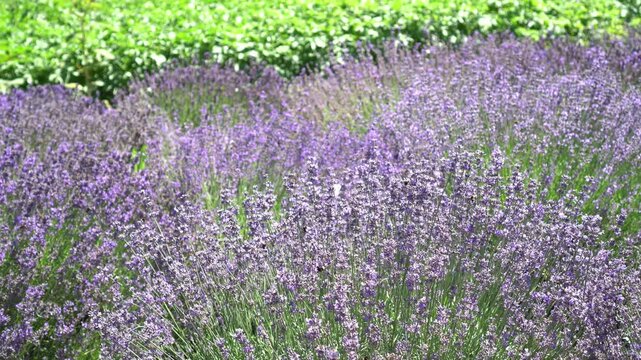White butterflies and bumblebees fly over blooming grown purple lavender flowers in the summer field to create natural cosmetics and eco-friendly products