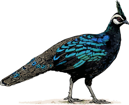 Polyplectron napoleonis illustration art