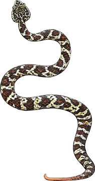Trimeresurus inframaculatus illustration art