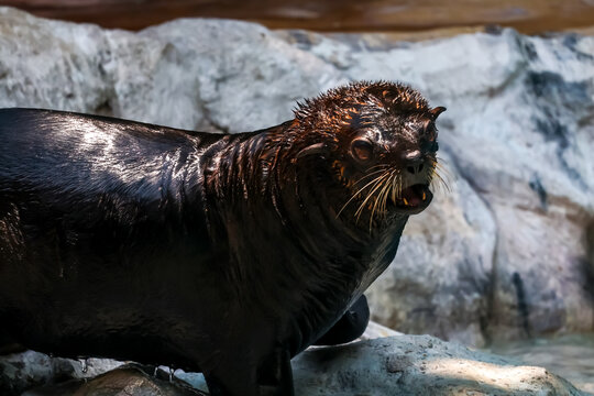 Wet Fur Seal Standing on Rocks with Open Mouth