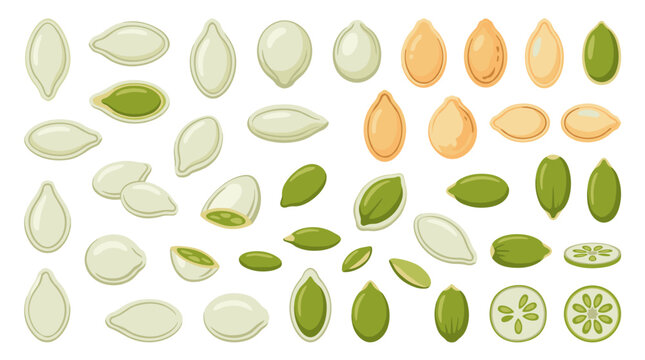 Collection of pumpkin seeds in various stages of preparation and types, flat design elements for healthy eating