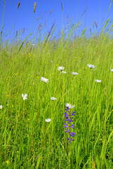 A solitary Salvia pratensis amongst tall grasses and wild daisies in the meadow. © Delfim Sa Neiva